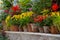 Various blooming autumn plants in ceramic pots stand in a row on a shelf.