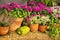 Various blooming autumn plants in ceramic pots stand in a row on a shelf.