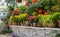 Various blooming autumn plants in ceramic pots stand in a row on a shelf.