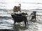 Various breed of dogs play on a beach