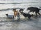 Various breed of dogs play on a beach