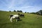 Various breeds of cows grazing on meadow