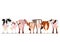 Various breeds of milk cows border