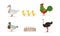 Various Breeds of Poultry Set, Goose, Rooster, Mallard, Ostrich Cartoon Vector Illustration