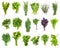 Various bunches of fresh edible greens isolated