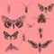 Various butterflies and beetles on pink background