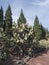 Various cacti at cactus part of botanical garden, Jardin Botanico Canario Viera y Clavijo, Tafira, Gran Canaria, Canary