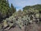 Various cacti at cactus part of botanical garden, Jardin Botanico Canario Viera y Clavijo, Tafira, Gran Canaria, Canary