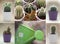 Various cacti and green watering can