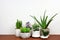 Various cacti and succulents in pots on wood shelf against white wall