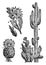 Various Cacti vintage illustration