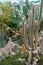 Various cactus in a conservatory glasshouse. Succulents in desert greenhouse planted in a botanical garden