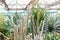 Various cactus in a conservatory glasshouse. Succulents in desert greenhouse planted in a botanical garden