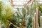 Various cactus in a conservatory glasshouse. Succulents in desert greenhouse planted in a botanical garden