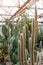 Various cactus in a conservatory glasshouse. Succulents in desert greenhouse planted in a botanical garden