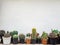 Various cactus. Different kind of cactus plant on wooden shelf