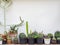Various cactus. Different kind of cactus plant on wooden shelf
