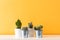 various cactus plants in different pots. Potted cactus house plants on white shelf against pastel mustard colored wall.