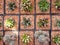 Various cactus plants ,small cactus