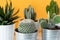 various cactus and succulent plants in different pots. Potted cactus house plants on white shelf against mustard colored wall.