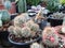 Various cactuses, mostly of Rebutia family with pink flowers and succulent plants of rock rose genus Echeveria.