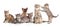 Various cats group isolated