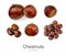 Various Chestnuts  isolated on white background. Chestnut Top view. Flat lay