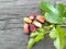 Various colored fruit and leaf stalks