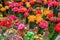 Various colorful blooming cactuses in pots on the market