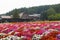 Various colorful flowers fields at Tomita Farm, Furano, Hokkaido