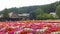 Various colorful flowers fields at Tomita Farm, Furano, Hokkaido