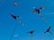 Various Colorful Pterodactyl Kites