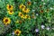 Various Colorful Texas Wildflowers