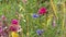 Various Colorful Wildflowers In Field
