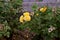 Various colour rose flowers and plants in Kastrup Denmark