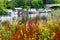 Various colourful flowers in bloom along the Thames riverside in Richmond-upon-thames, England