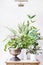 Various containers with green tropical Indoor house plant arranged on table at white wall background : Leaf begonia, bamboo, pal