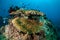 Various coral reefs and feather star in Gili, Lombok, Nusa Tenggara Barat, Indonesia underwater photo