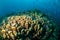 Various coral reefs in Gili, Lombok, Nusa Tenggara Barat, Indonesia underwater photo