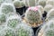 Various Cute Cactus in the Greenhouse in the Morning.