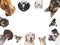 Various dog heads circular arrangement