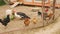 Various domestic birds walk in a large cage.