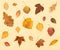 Various dried autumn fallen leaves on light yellow