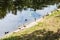 Various ducks on waterfront of forest river