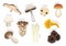 Various Edible Mushroom Kind Cartoon Vector
