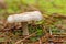 VARIOUS EXAMPLES OF AUTUMN MUSHROOMS AND FUNGI