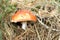 VARIOUS EXAMPLES OF AUTUMN MUSHROOMS AND FUNGI