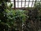 Various exotic plants in hothouse conditions. Windows of the greenhouse pass a daylight