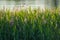 Various field grasses and flowers on the background of the setting sun