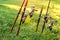 Various fishing rods and reels on the background of green grass